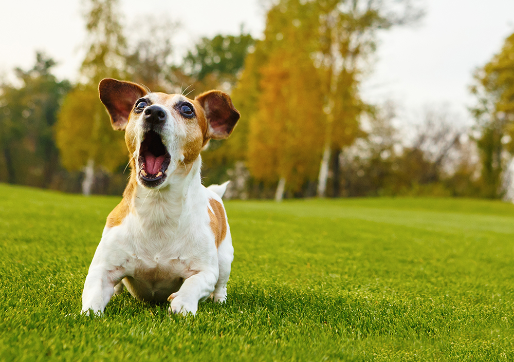 Dog barking energetically on a grassy field with trees in the background