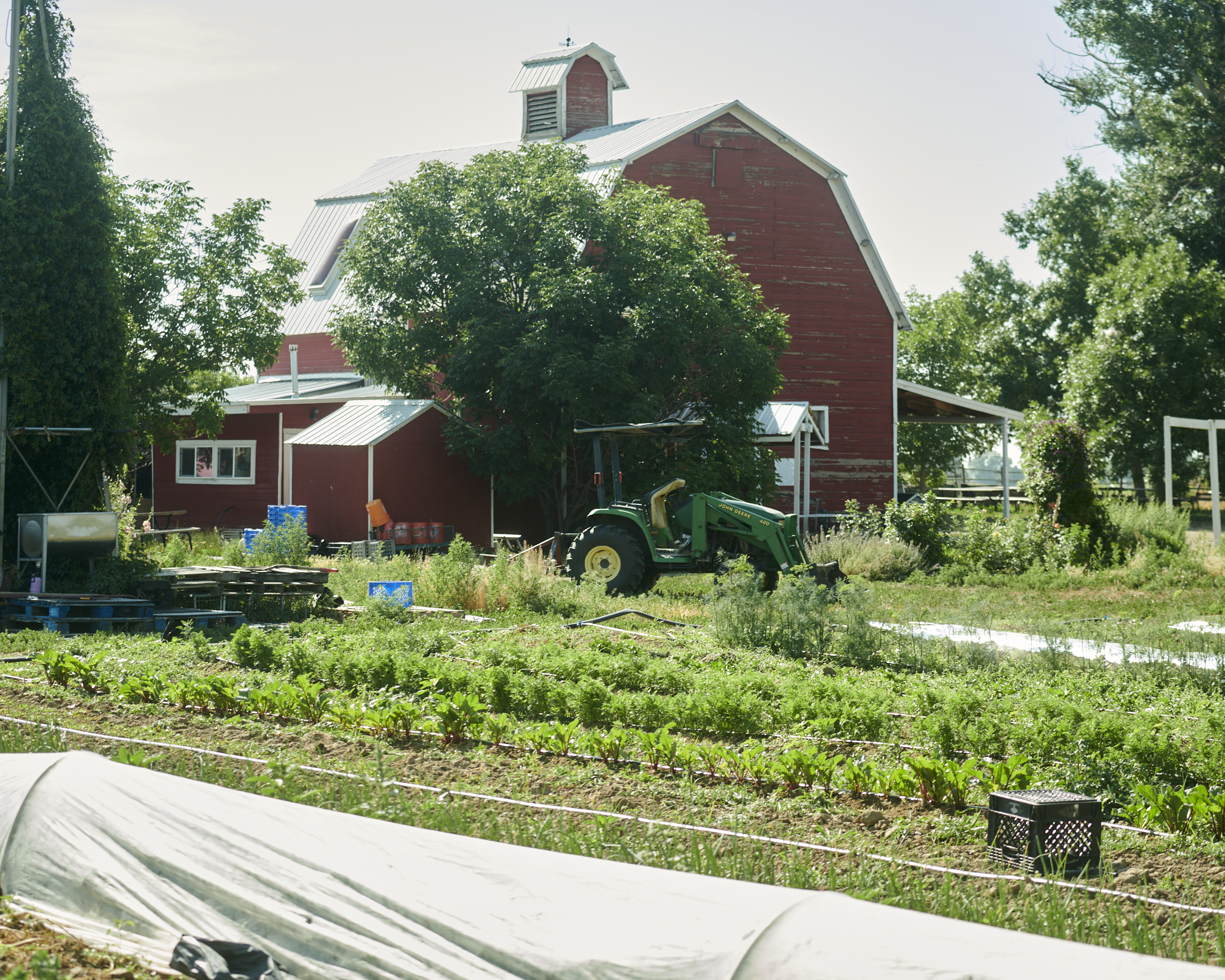 Red barn with green tractor in a lush vegetable garden.