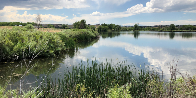 Serene lake scene with lush greenery, calm water reflecting clouds, and a distant tree-lined horizon.