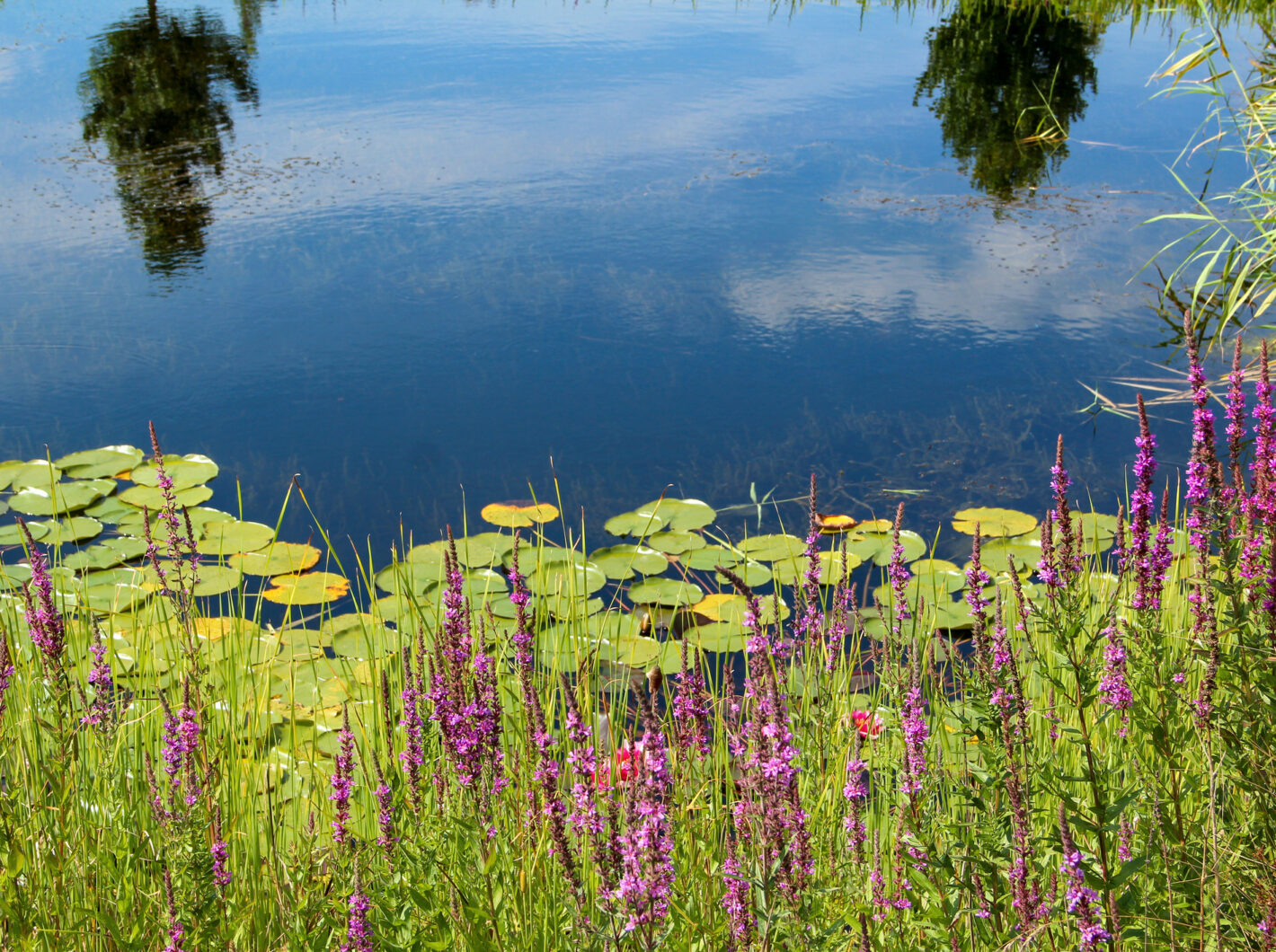 Purple wildflowers and lily pads by calm, reflective water
